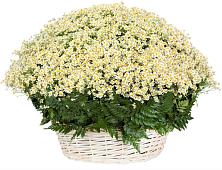 Цветочная композиция из Ромашки в корзине #REPLACE_PRED# Турунтаево